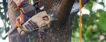 Milton, WI Tree Services Company