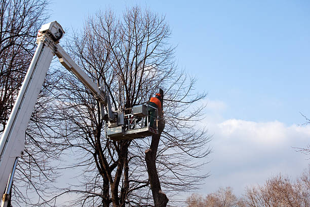 How Our Tree Care Process Works  in  Milton, WI